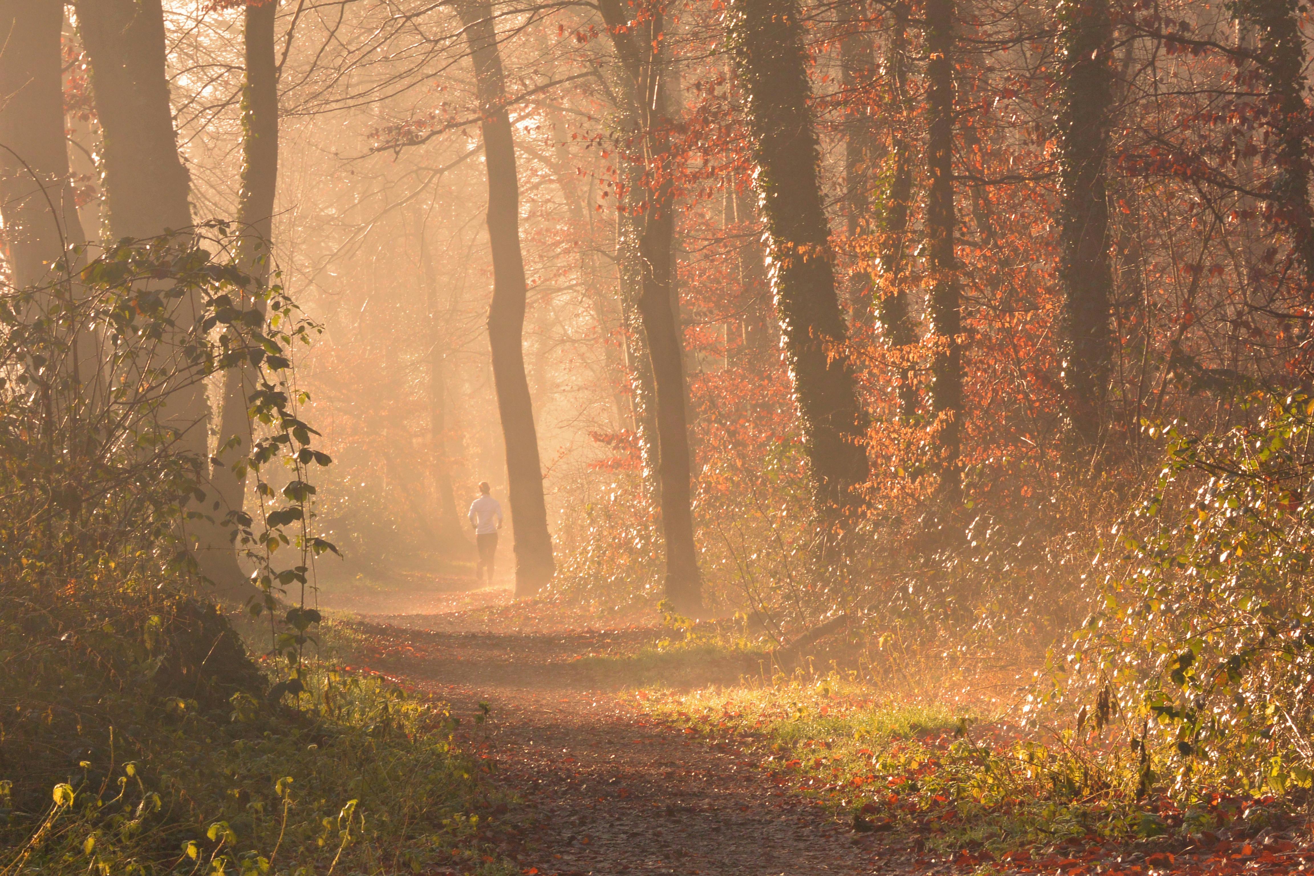 Person walking toward relaxing sunlight in a healing forest, leaving behind stress, panic, addictions, and fear.